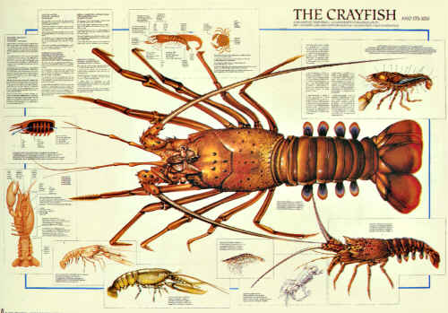 Crawfish Color Chart