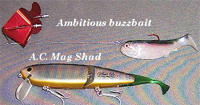 Lurenet Paint Shop - Fat Free Shad Ozark Shad  It's the first of the  month, so you know what that means - another new Lurenet Paint Shop custom!  Introducing the Bomber
