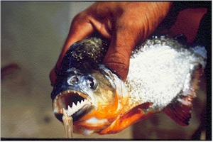 The Amazon watershed offers anglers other exotic gamefish like this toothy pirhana, a species only dangerous during low water conditions and limited food source.