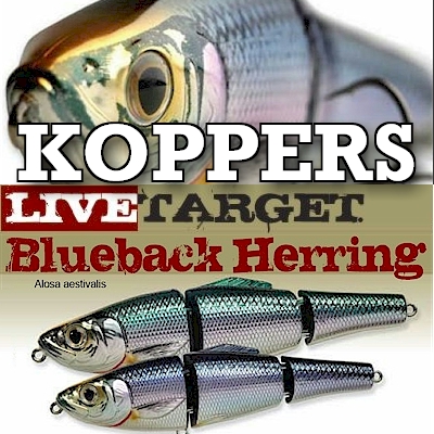 BassdozerStore.com: Koppers Live Target Blueback Herring ~ Jointed Swimbait  ~ Slow Sinking and Fast Sinking