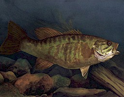 "Smallmouth Bass", Michael Andruch IV
