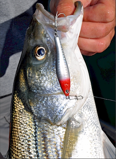 Unique Crankbait Pattern Puts Iaconelli First in Northern Open Points