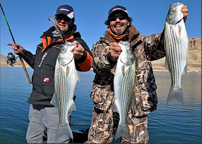 Fishing for Stripers on Lake Powell Utah with Sebile's new lures