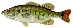 Redeye Bass - Florida Game & Fish Commission
