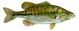 Bass biology, bass behavior 