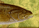 "Smallmouth Bass" Norman Browne