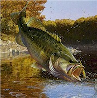 Bass Fishing Lures, Rods, Reels, Bass Tackle Manufacturers