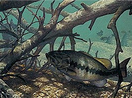 Bass Fishing Articles and Tips - Many 100s of them!