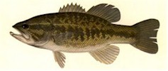 Largemouth Bass - Thompson, 1980