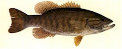 Smallmouth Bass - Thompson, 1980